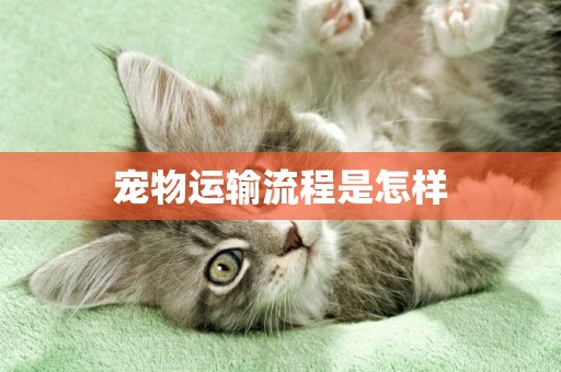 寵物運輸流程是怎樣