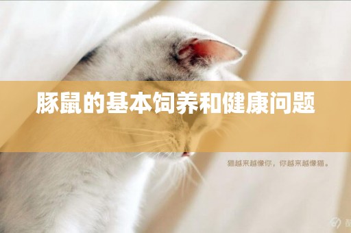 豚鼠的基本飼養和健康問題 