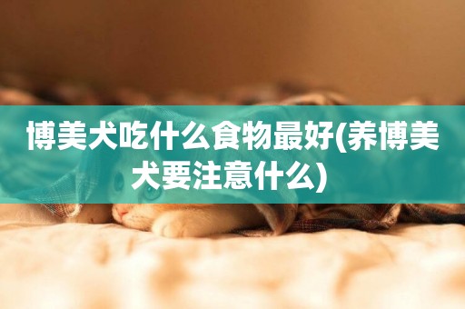 博美犬吃什么食物最好(養博美犬要注意什么) 