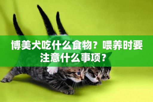 博美犬吃什么食物？喂養時要注意什么事項？ 