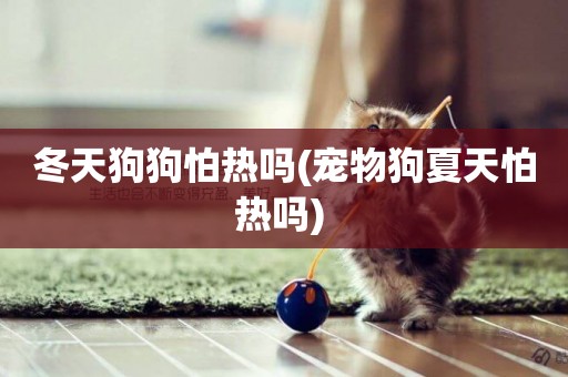 冬天狗狗怕熱嗎(寵物狗夏天怕熱嗎) 