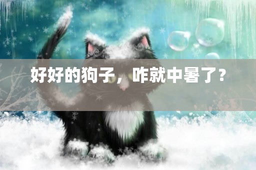 好好的狗子，咋就中暑了？ 