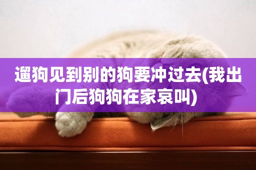遛狗見到別的狗要沖過去(我出門后狗狗在家哀叫) 