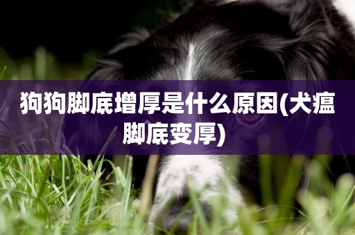 狗狗腳底增厚是什么原因(犬瘟腳底變厚) 