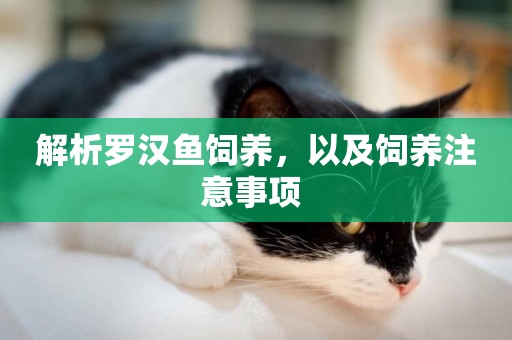 解析羅漢魚飼養，以及飼養注意事項 