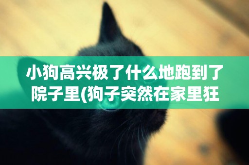小狗高興極了什么地跑到了院子里(狗子突然在家里狂奔) 