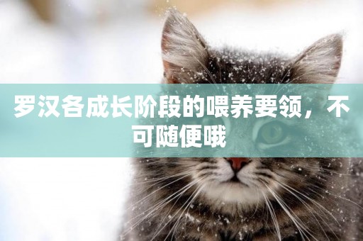 羅漢各成長階段的喂養要領，不可隨便哦 