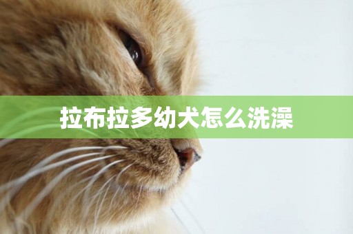 拉布拉多幼犬怎么洗澡