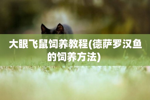 大眼飛鼠飼養教程(德薩羅漢魚的飼養方法) 