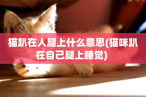 貓趴在人腿上什么意思(貓咪趴在自己腿上睡覺) 