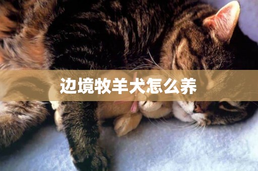 邊境牧羊犬怎么養
