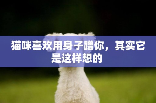 貓咪喜歡用身子蹭你，其實它是這樣想的 