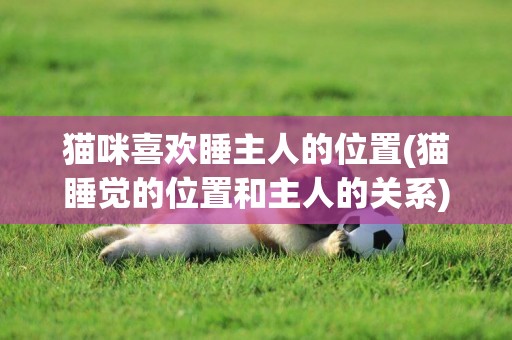 貓咪喜歡睡主人的位置(貓睡覺的位置和主人的關系) 