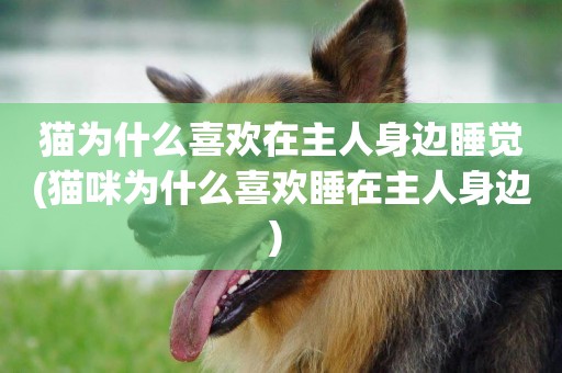 貓為什么喜歡在主人身邊睡覺(貓咪為什么喜歡睡在主人身邊) 