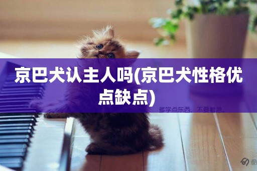 京巴犬認主人嗎(京巴犬性格優點缺點) 