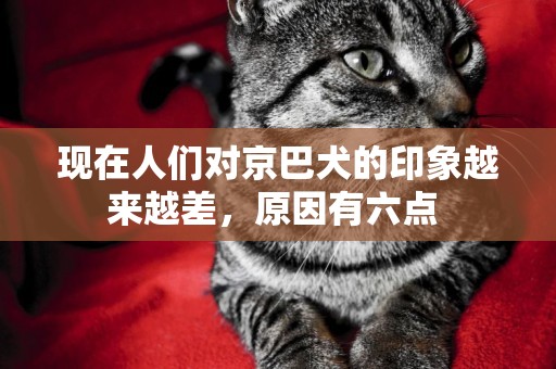 現在人們對京巴犬的印象越來越差，原因有六點 