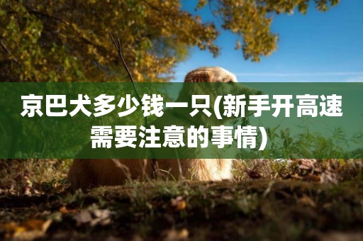 京巴犬多少錢一只(新手開高速需要注意的事情) 