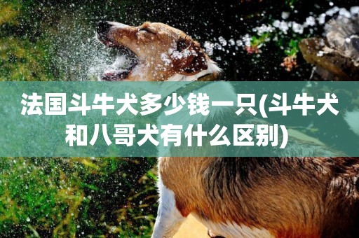 法國斗牛犬多少錢一只(斗牛犬和八哥犬有什么區別) 