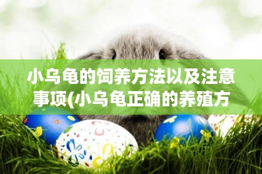 小烏龜的飼養方法以及注意事項(小烏龜正確的養殖方法) 