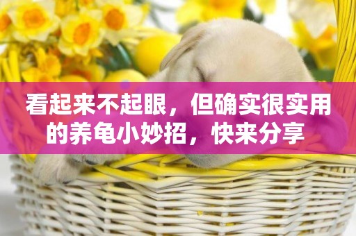 看起來不起眼，但確實很實用的養龜小妙招，快來分享 