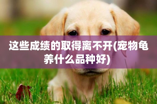 這些成績的取得離不開(寵物龜養什么品種好) 