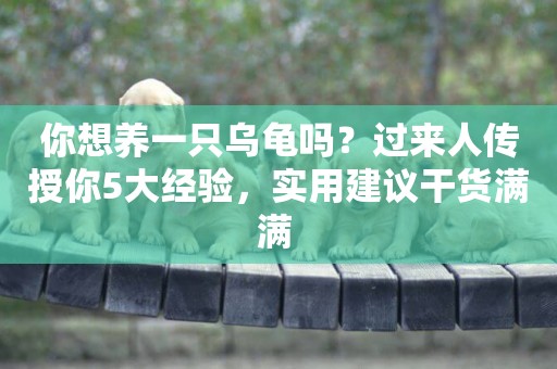 你想養一只烏龜嗎？過來人傳授你5大經驗，實用建議干貨滿滿 