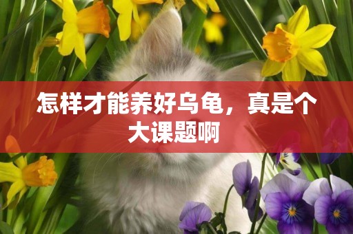 怎樣才能養好烏龜，真是個大課題啊 