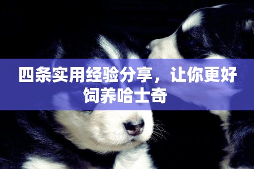 四條實用經驗分享，讓你更好飼養哈士奇 