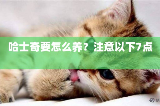哈士奇要怎么養？注意以下7點 