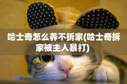哈士奇怎么養不拆家(哈士奇拆家被主人暴打) 