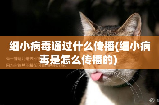 細小病毒通過什么傳播(細小病毒是怎么傳播的) 