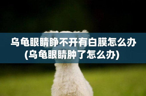 烏龜眼睛睜不開有白膜怎么辦(烏龜眼睛腫了怎么辦) 