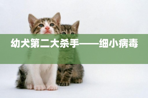 幼犬第二大殺手——細小病毒 