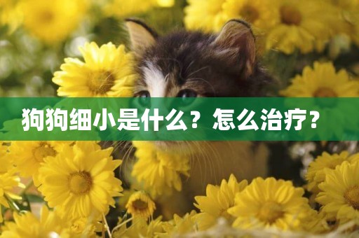 狗狗細小是什么？怎么治療？ 