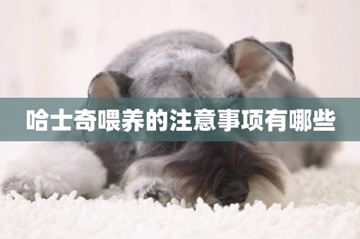 哈士奇喂養的注意事項有哪些