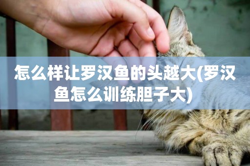 怎么樣讓羅漢魚的頭越大(羅漢魚怎么訓練膽子大) 
