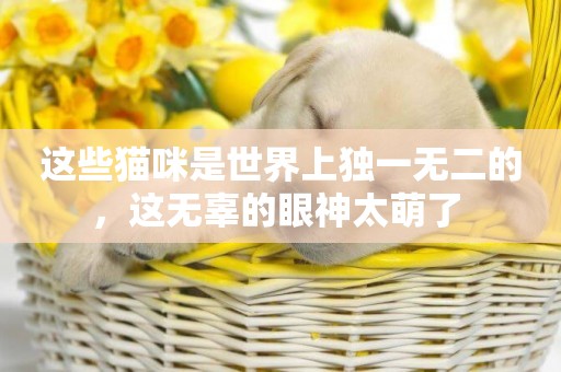 這些貓咪是世界上獨一無二的，這無辜的眼神太萌了 