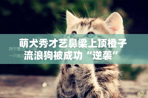 萌犬秀才藝鼻梁上頂橙子 流浪狗被成功“逆襲” 