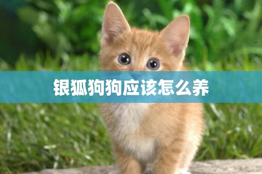 銀狐狗狗應該怎么養