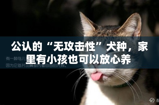 公認的“無攻擊性”犬種，家里有小孩也可以放心養 