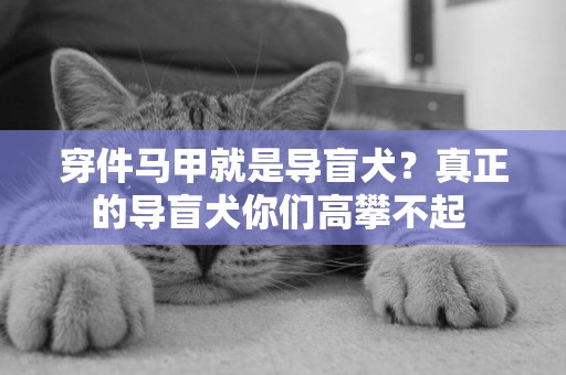 穿件馬甲就是導盲犬？真正的導盲犬你們高攀不起 