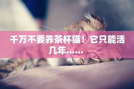 千萬不要養茶杯貓！它只能活幾年...... 