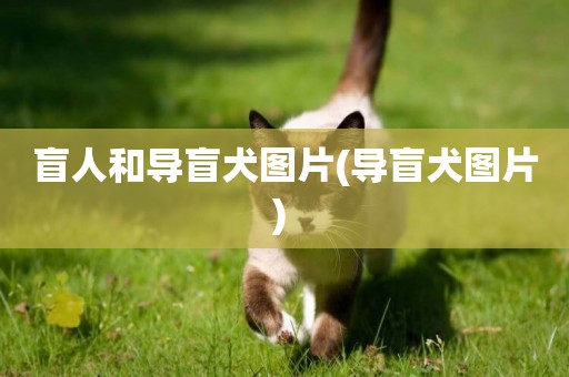 盲人和導盲犬圖片(導盲犬圖片) 