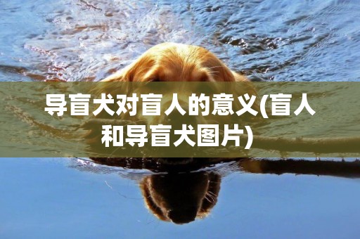 導盲犬對盲人的意義(盲人和導盲犬圖片) 