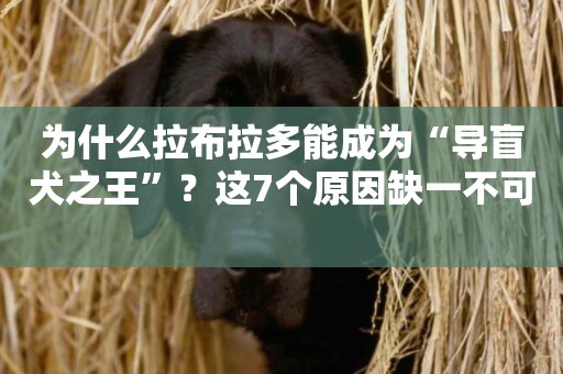 為什么拉布拉多能成為“導盲犬之王”？這7個原因缺一不可 
