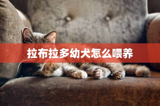 拉布拉多幼犬怎么喂養