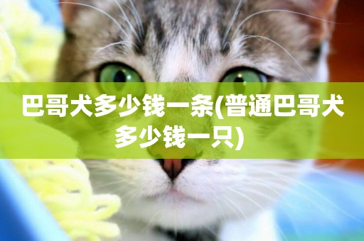 巴哥犬多少錢一條(普通巴哥犬多少錢一只) 
