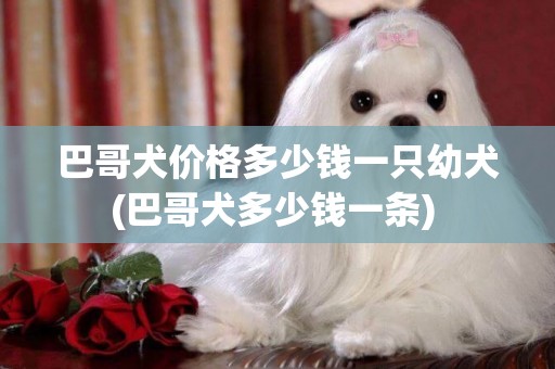 巴哥犬價格多少錢一只幼犬(巴哥犬多少錢一條) 
