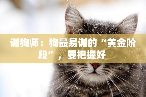 訓狗師：狗最易訓的“黃金階段”，要把握好 