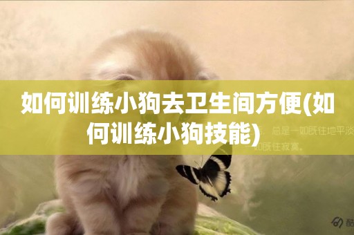 如何訓練小狗去衛生間方便(如何訓練小狗技能) 